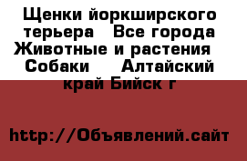 Щенки йоркширского терьера - Все города Животные и растения » Собаки   . Алтайский край,Бийск г.